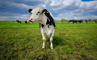 Новая программа кредитования от Аграрной кредитной корпорации откроет доступ к финансированию для аграриев
