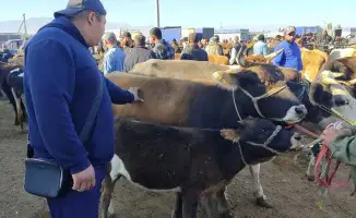 На меркенском скотном рынке: осенние цены и жизнь чабанов