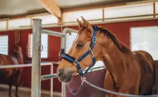 Скандал с продажей ипподрома в Астане: как 200 тыс. тенге изменили судьбы лошадей и автомобилей