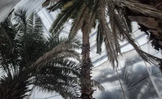 Алматы: пальмы в ледяном плену, оранжерея как заброшенный рай природы