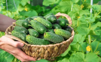 Чиновник объяснил связь между ценами на огурцы и их статусом СЗПТ в Казахстане