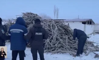 Саксаул под ударом: преступная группа попалась в Казахстане