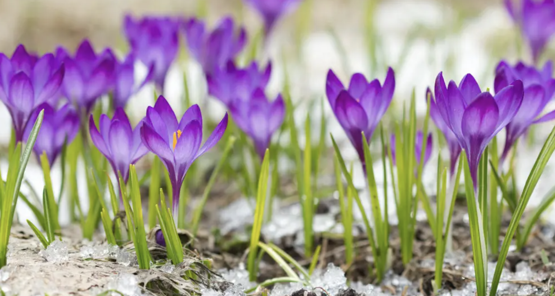 подснежники