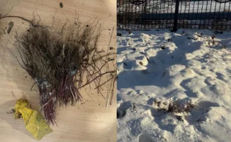 Засохшие мечты: бюджетные саженцы, закопанные в скандал в Казахстане