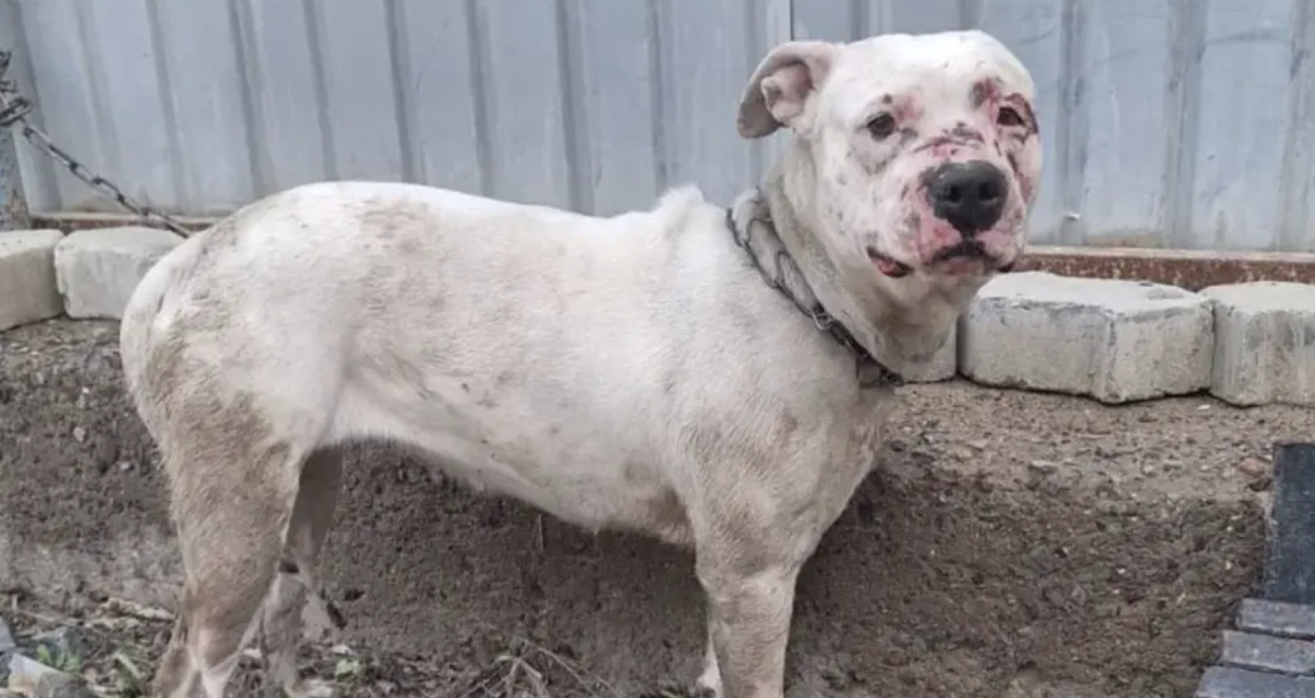 избитая собака