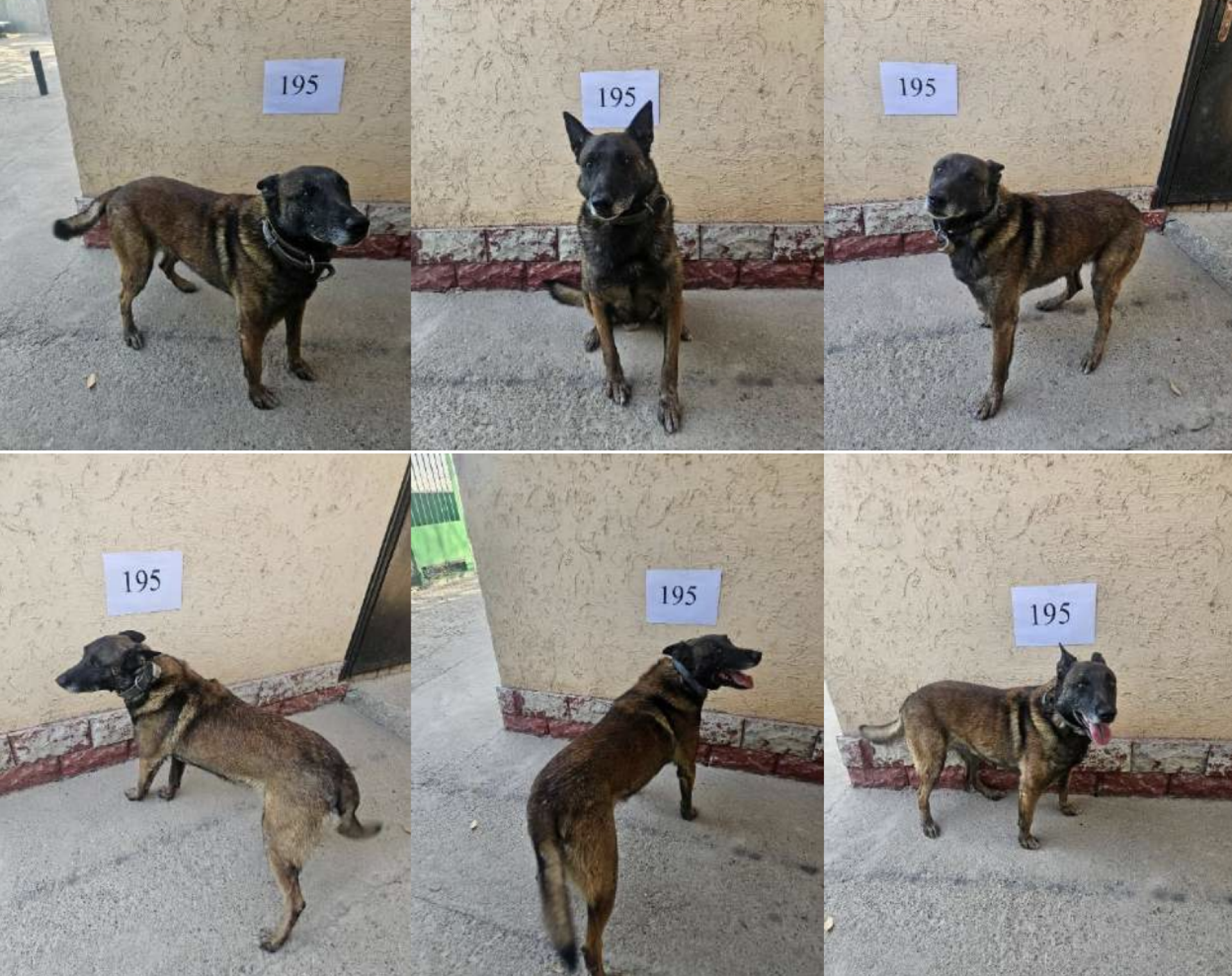 бельгийская овчарка