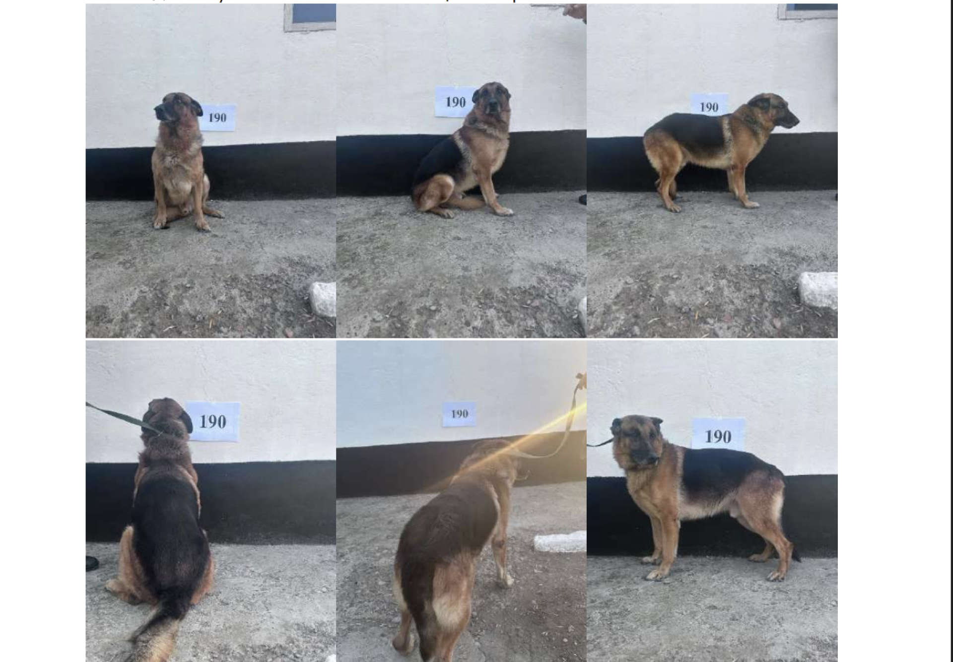 немецкая овчарка