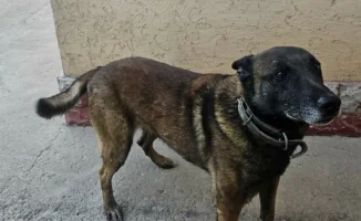 Пенсионные служебные собаки в Туркестане: 12 ветеранов на продажу по 561 тенге, шанс для новых владельцев