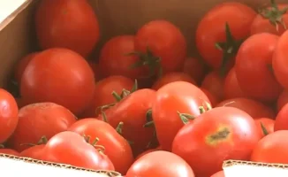 Фермеры Туркестанской области на грани банкротства из-за потока дешевых иностранных помидоров