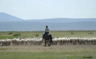 Пастух в Китае: зарплата миллион тенге, ажиотаж гарантирован!
